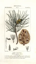 Sosna włoska, Pinus pinea