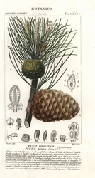 Sosna włoska, Pinus pinea, Sosna kamienna