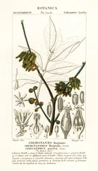 Ziele angielskie , Chimonanthus praecox