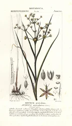 Szuwar stawowy , Juncus articulatus