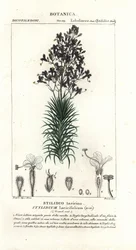 Larch-leaf or tree triggerplant, Stylidium laricifolium   1399232   pl       polish Successfully Translated  Original: Cupid Asleep Translat: Cupid Asleep 1236565 pl polish Successfully Translated Original: The Passing of Arthur, 1874. Translat: The Passin