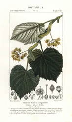 Lipa lub lipa, Tilia alba