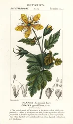 Loasea wielkokwiatowa
