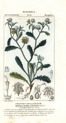 Pani Gorgon, Acicarpha tribuloides