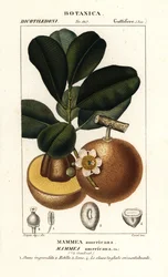Matka jabłko, Matka amerykańska