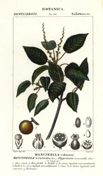 Manchineel lub jabłoń plażowa, Hippomane mancinella
