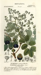 Baranina, Turpinia occidentalis