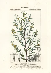 Olax ścisły