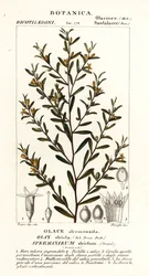 Olax ścisły