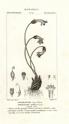 Jednokwiatowa broomrape, Orobanche uniflora