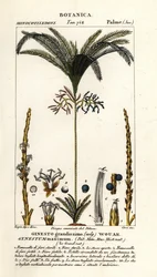 Palma, Geonoma maxima