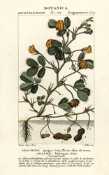 Orzeszki ziemne lub ziemne, Arachis hypogaea