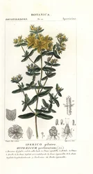 Dziurawiec dziurawy, Hypericum perforatum