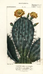 Opuncja, Nopalea cochenillifera
