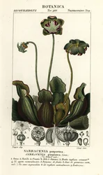 Purpurowa roślina dzban, Sarracenia purpurea
