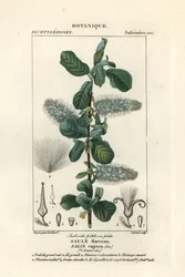 Wierzba iwa, Salix caprea