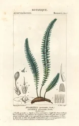Mech piórkowy lub paprociowy, Cyathophorum bulbosum
