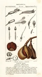 Czerwony buckeye, Aesculus pavia