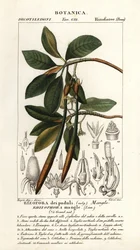 Czerwony namorzyn, magiel Rhizophora