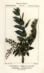 Redoul drzewo , Coriaria myrtifolia