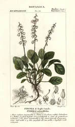 Zimozielony okrągłolistny, Pyrola rotundifolia
