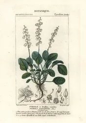 Zimozielony okrągłolistny, Pyrola rotundifolia