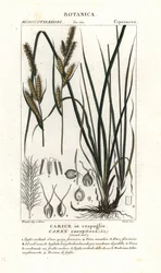 Turzyca darniowa, Carex caespitosa
