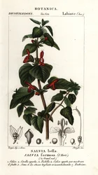 Szałwia o lśniących liściach, Salvia formosa
