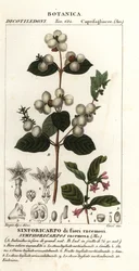 Sanouberi, cyforia rasamosa