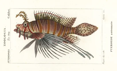 Spotfin lionfish , Pterois antennata