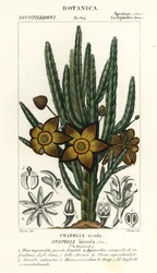 Kwiat rozgwiazdy lub roślina padliny, Stapelia hirsuta