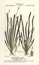 Trawa taśmowa lub trawa węgorzowa, Vallisneria spiralis