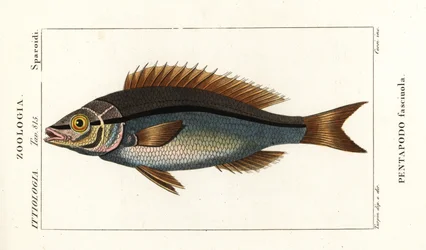 Leszcz wątrobiany , Pentapodus fasciuola