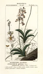 Storczyk Tolumnia guttata