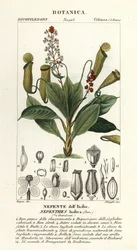 Tropikalna roślina dzbanowa, destylator Nepenthes