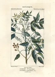 Terpentyna, Bursera simaruba