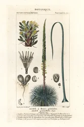 Agawa o bliźniaczych kwiatach, Agawa geminiflora