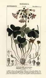 Fioletowy szczaw zajęczy, szczawik violacea