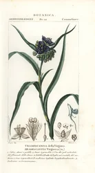 Wirginia wirginijska, Tradescantia virginiana