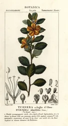 Olcha żółta , Turnera ulmifolia
