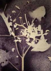 Fioletowa botaniczna sylwetka