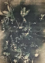 Botaniczne cienie vintage