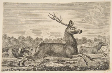Ogary goniące jelenia i łanię, ca. 1654.