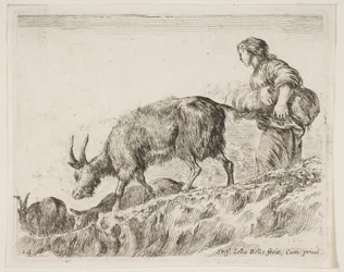 Tabliczka 14: kozy pasterskie z różnych zwierząt Diversi animali, ca. 1641.