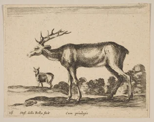 Płyta 16: jeleń, z różnych zwierząt Diversi animali, ca. 1641.
