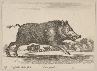 Płyta 19: dzik, z różnych zwierząt Diversi animali, ca. 1641.
