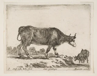 Płyta 7: wół, z różnych zwierząt Diversi animali, ca. 1641.