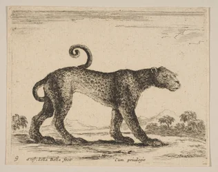 Płyta 9: lampart, z różnych zwierząt Diversi animali, ca. 1641.