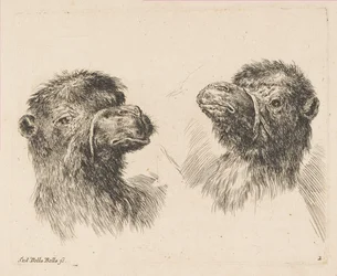 Dwie głowy wielbłąda, ca. 1641.