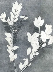 Ogród o północy III, 2015